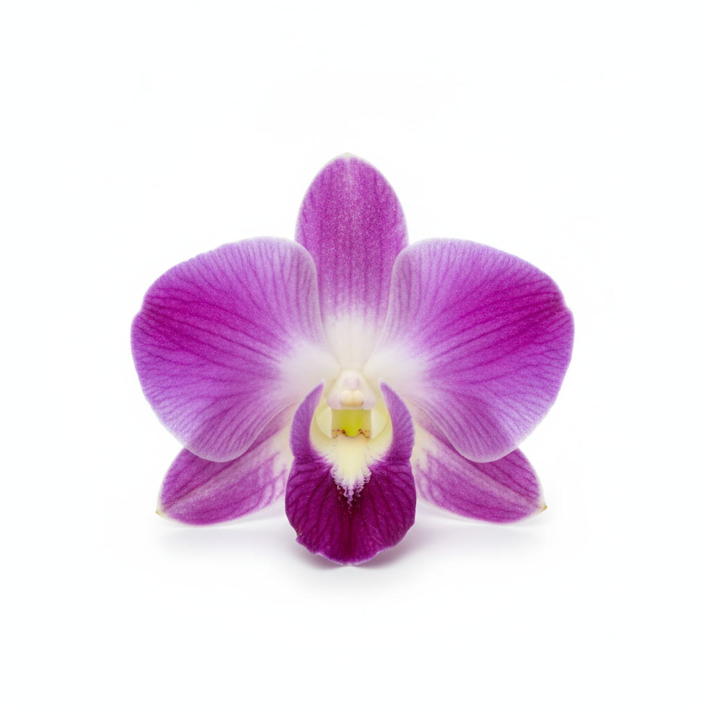 Edible Orchid